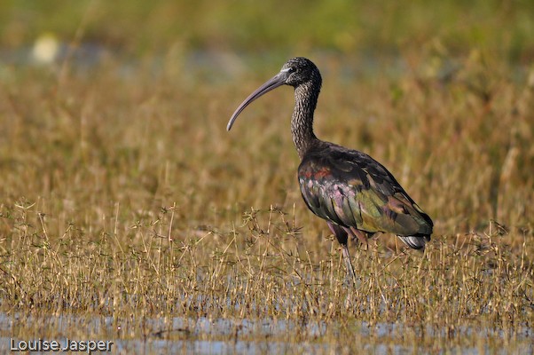 A glossy ibis showing its iridescent plumage