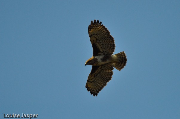Madagascar buzzard in flight