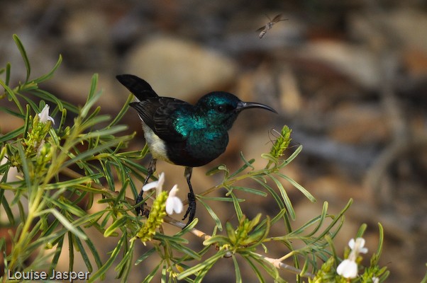 Male souimanga sunbird in breeding plumage, photographed in the shade