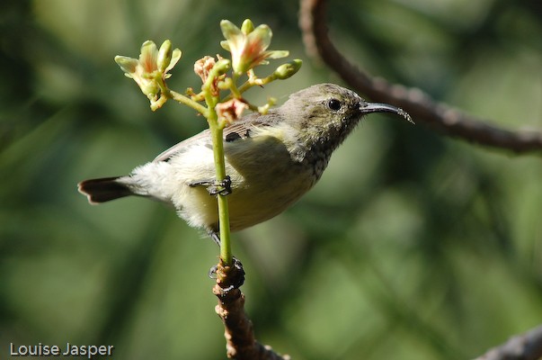 Adult female souimanga sunbird feeding on Jatropha flowers