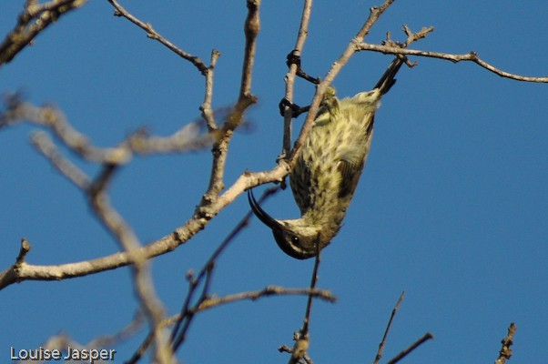 Adult female long-billed green sunbird, foraging upside down