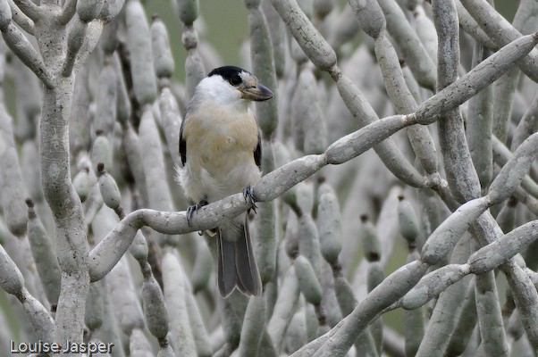 Female Lafresnaye's vanga in Euphorbia thicket
