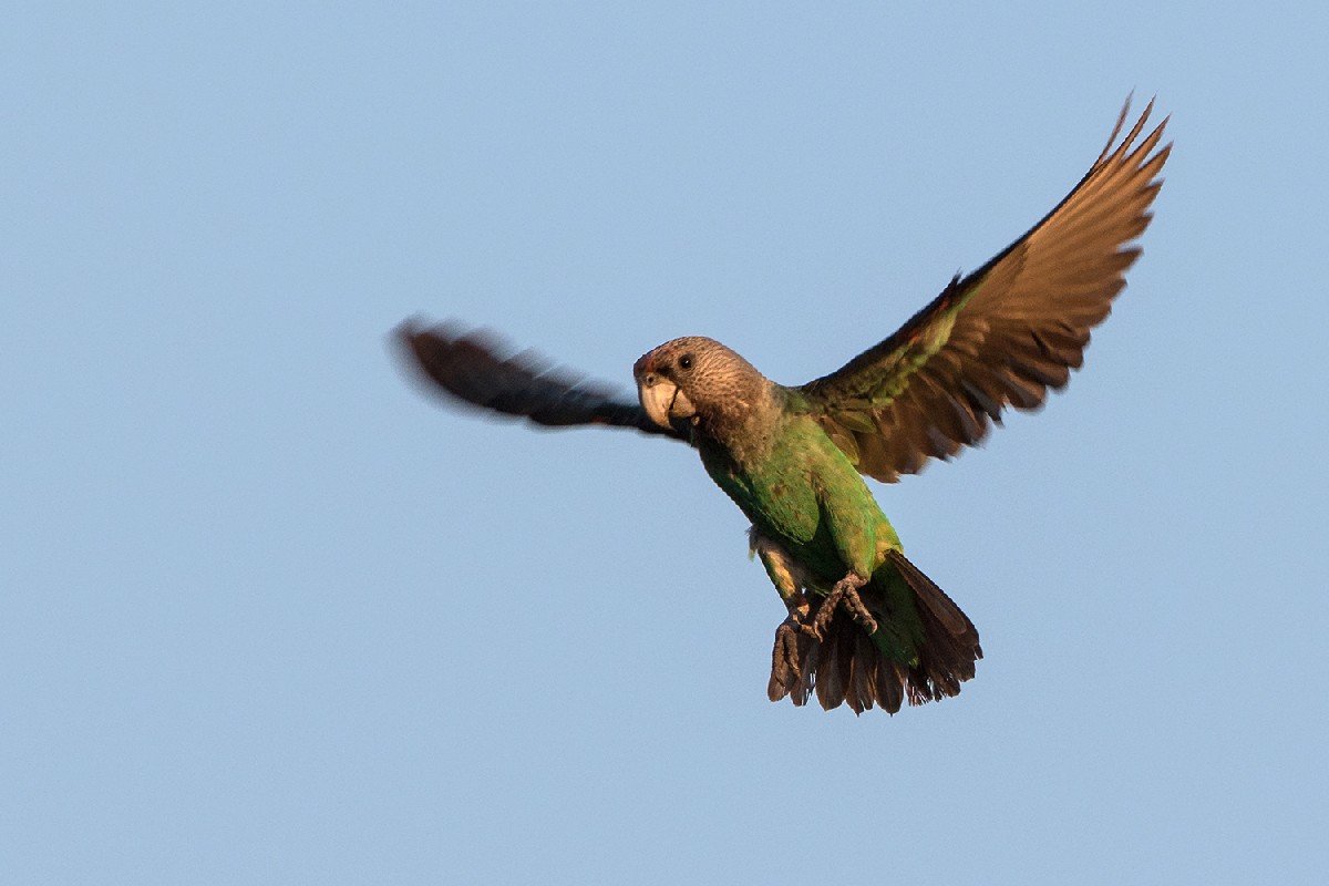 Brown-necked Parrot 