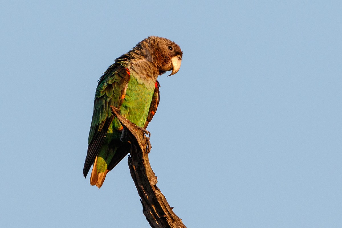 Brown-necked Parrot 
