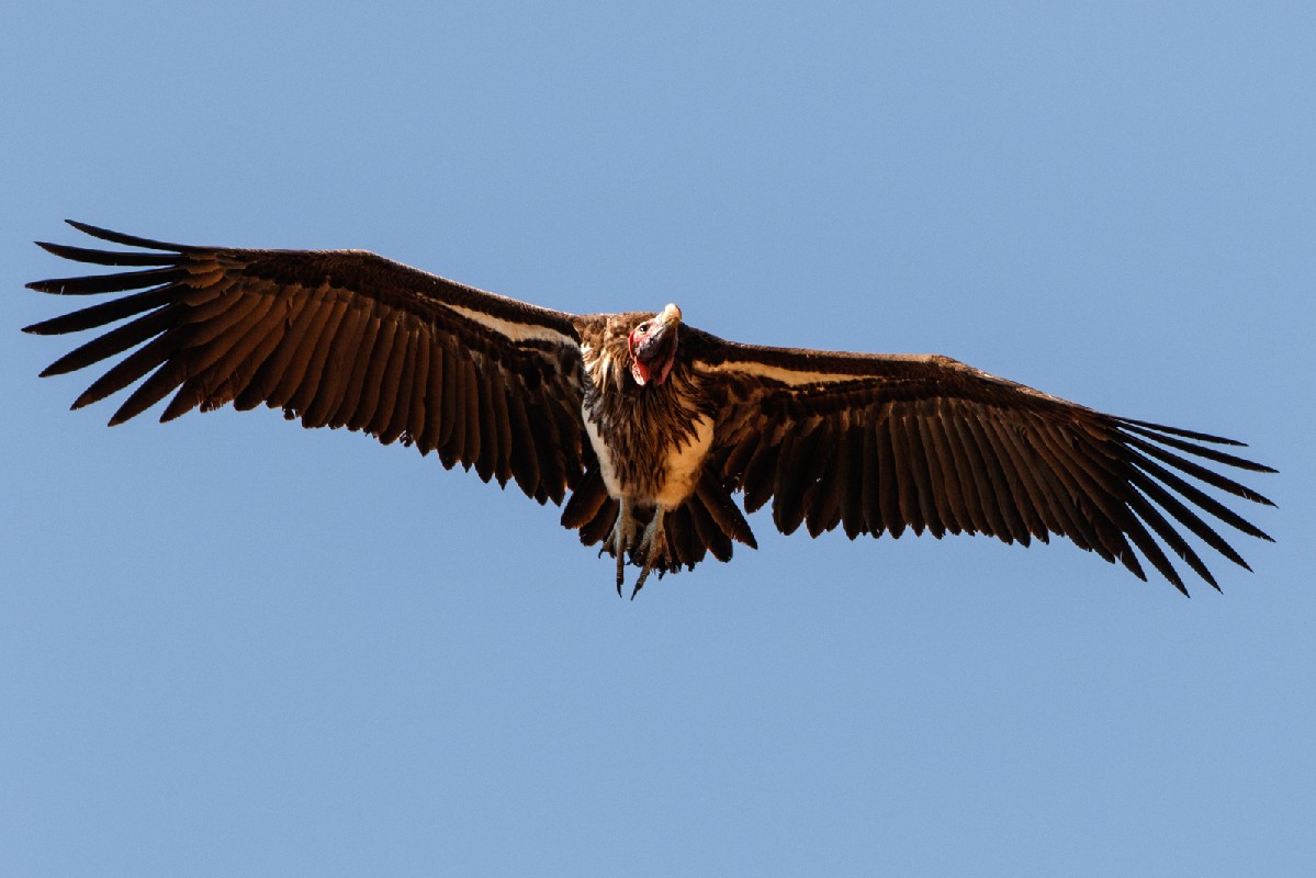 Lappet-faced Vulture in flight