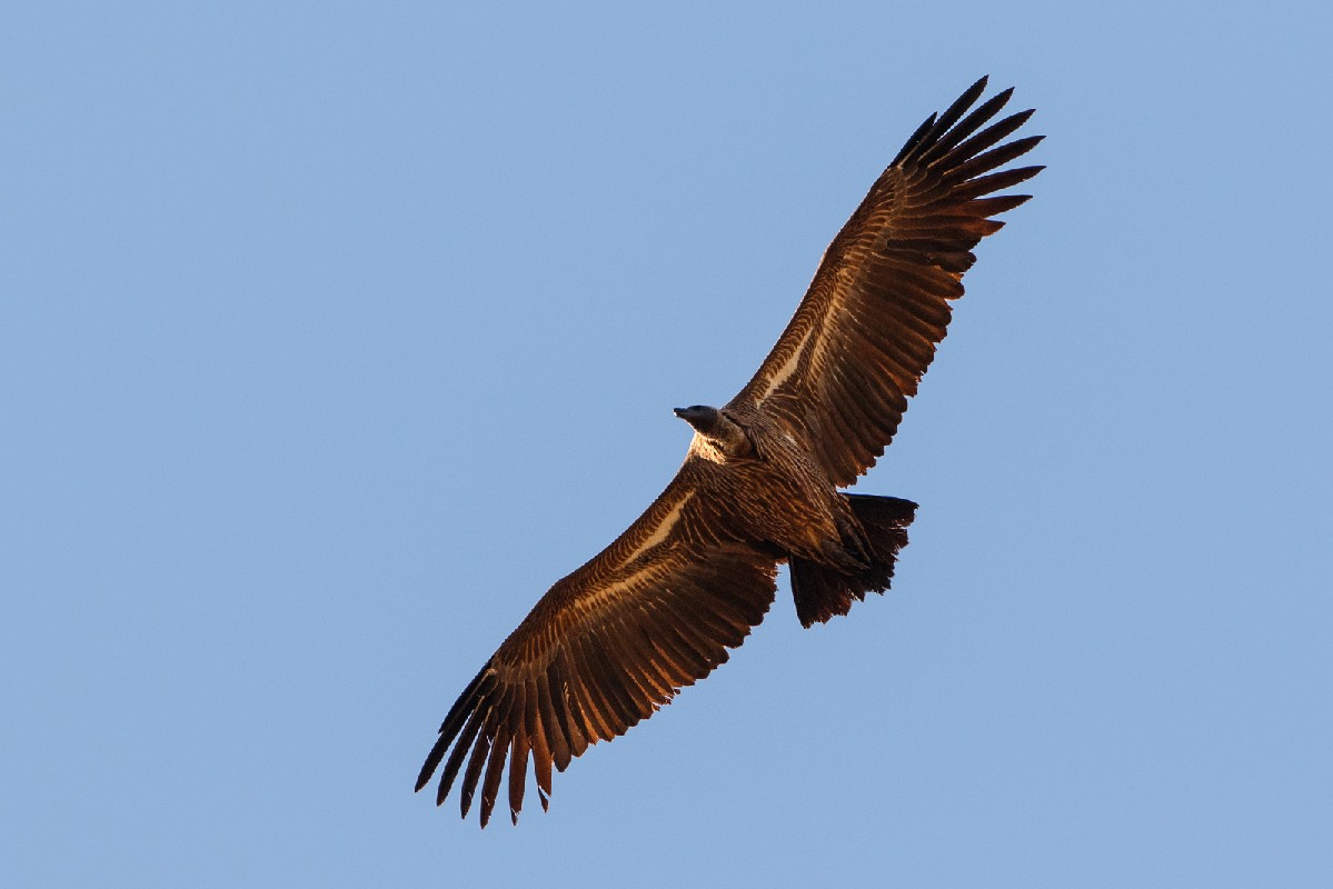White-backed Vulture in flight