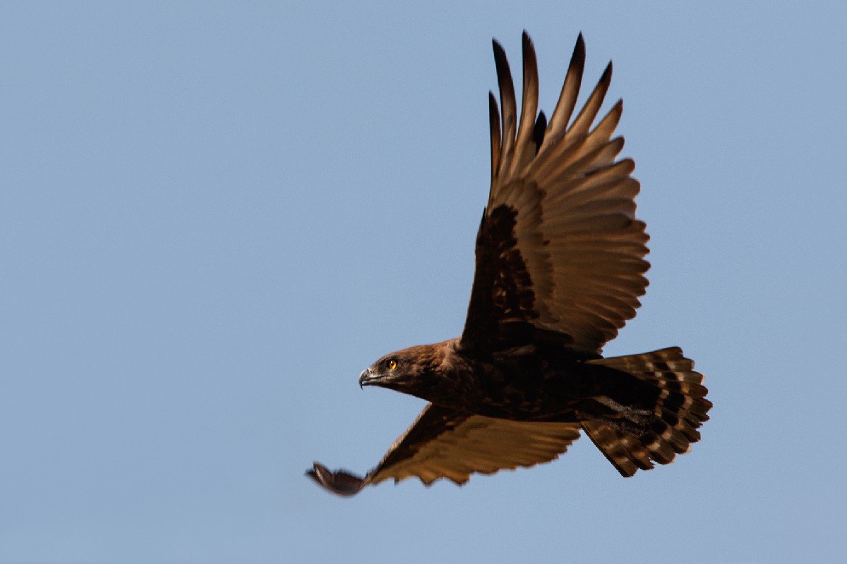 Brown Snake Eagle in flight