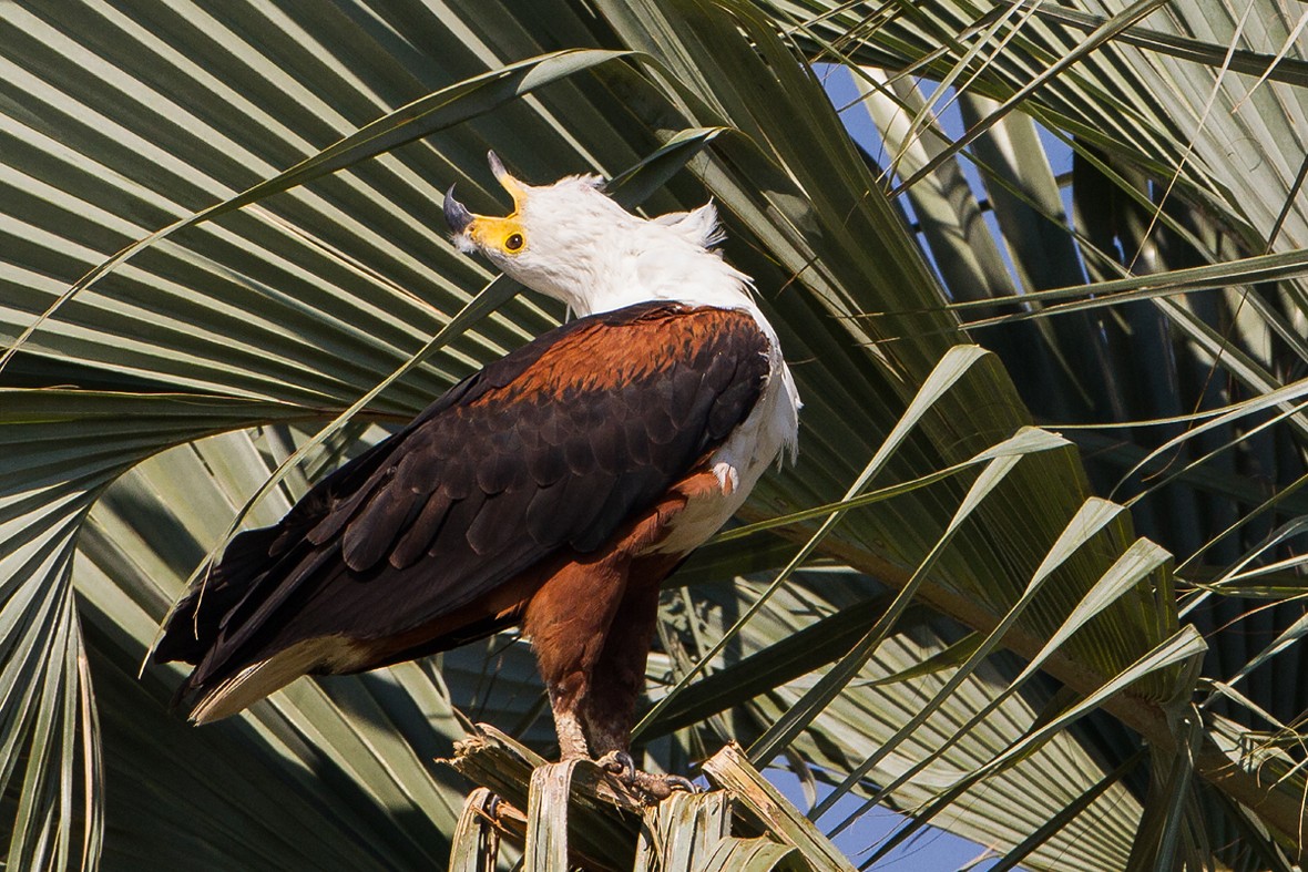 African Fish Eagle 