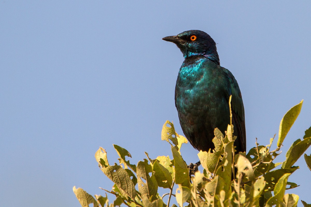Cape (Glossy) Starling
