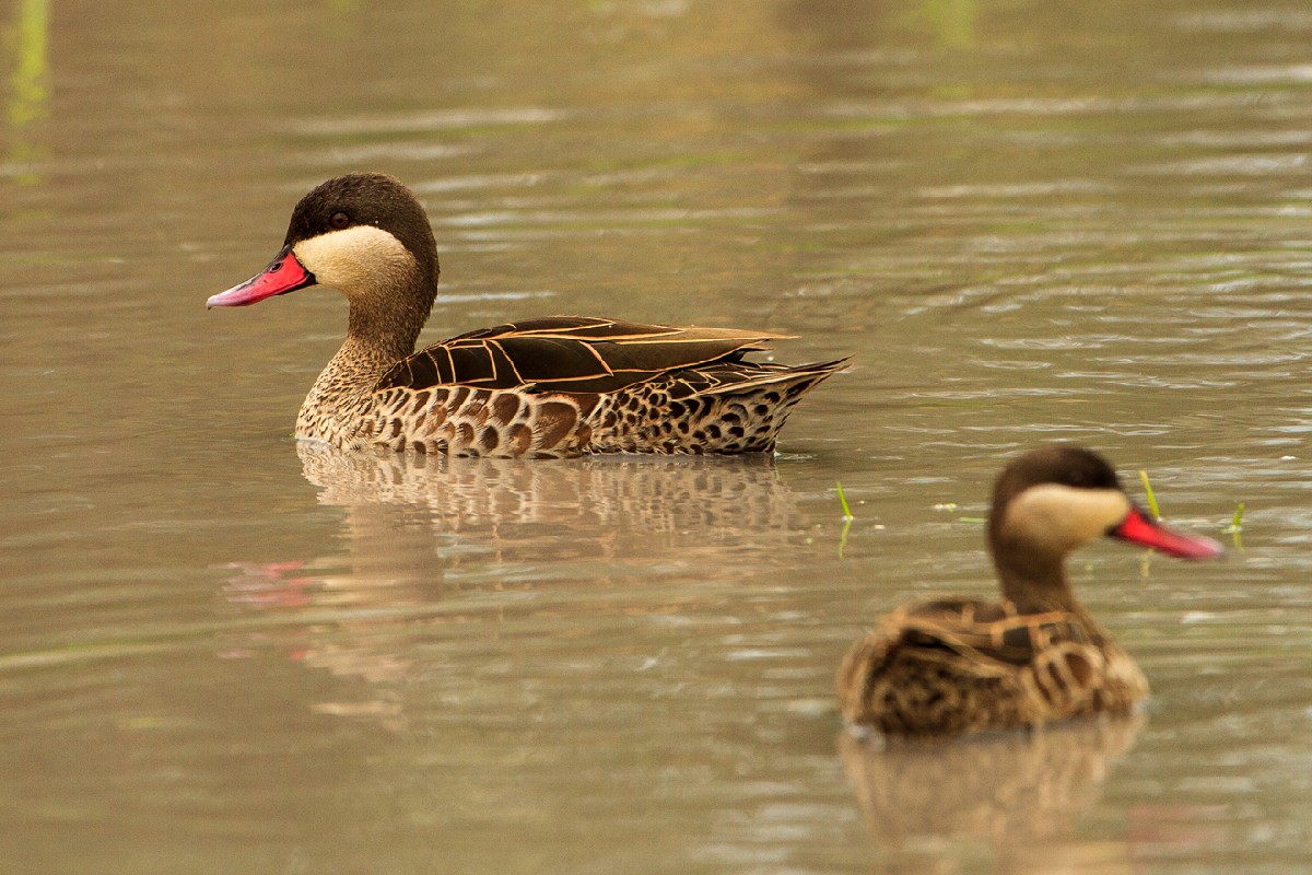 Red-billed (Teal) Duck