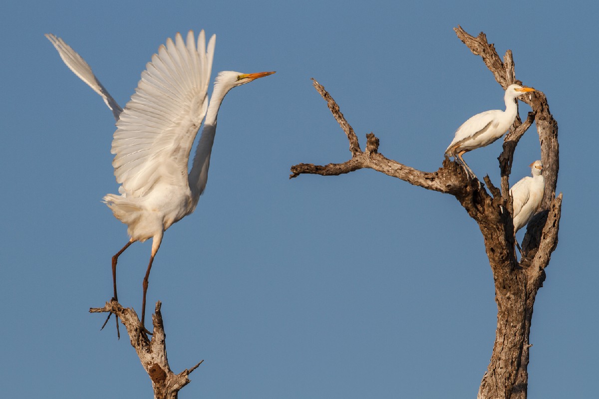 Great Egret and Cattle Egrets