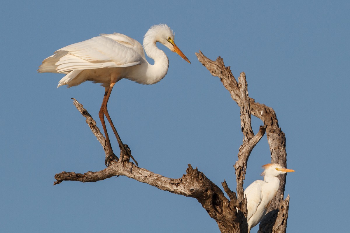 Great Egret and Cattle Egret