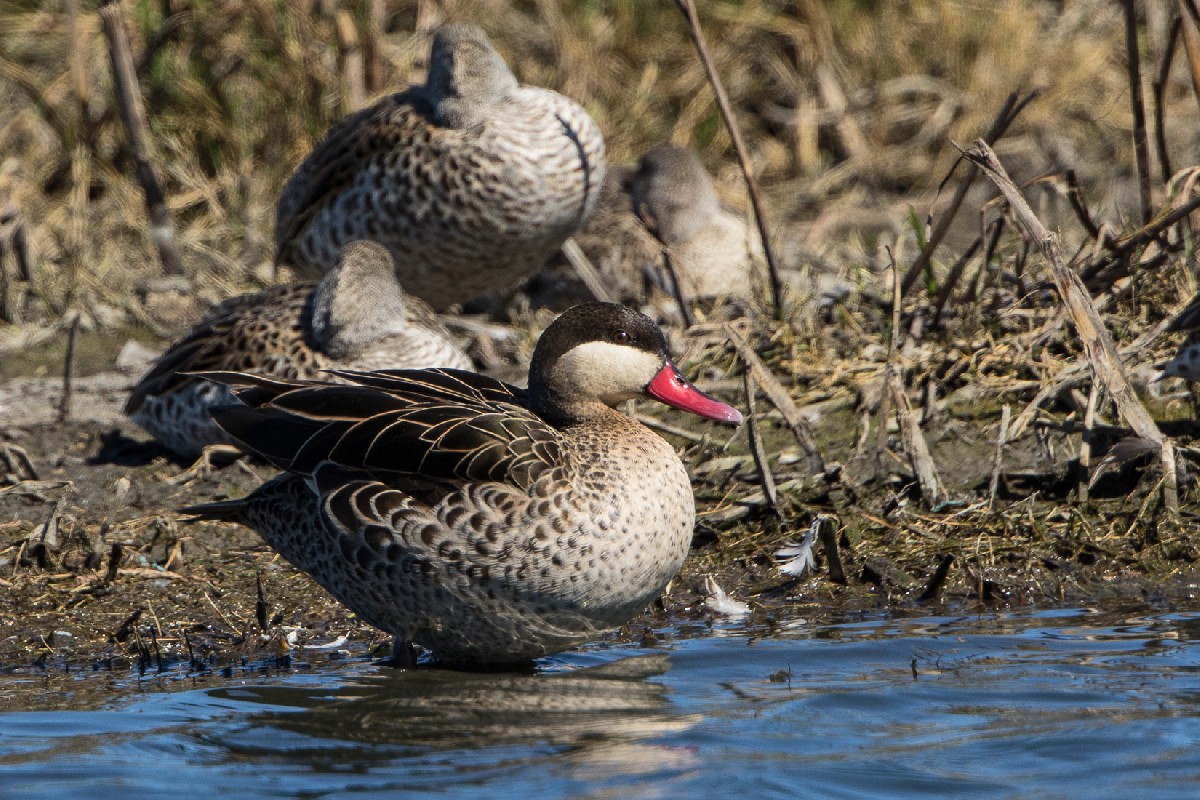 Red-billed (Teal) Duck