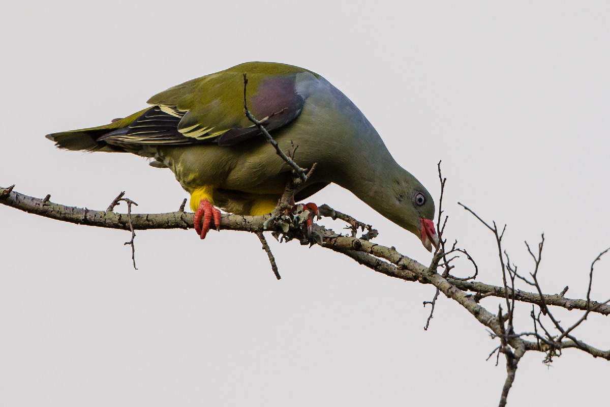 African Green Pigeon looking for nest material
