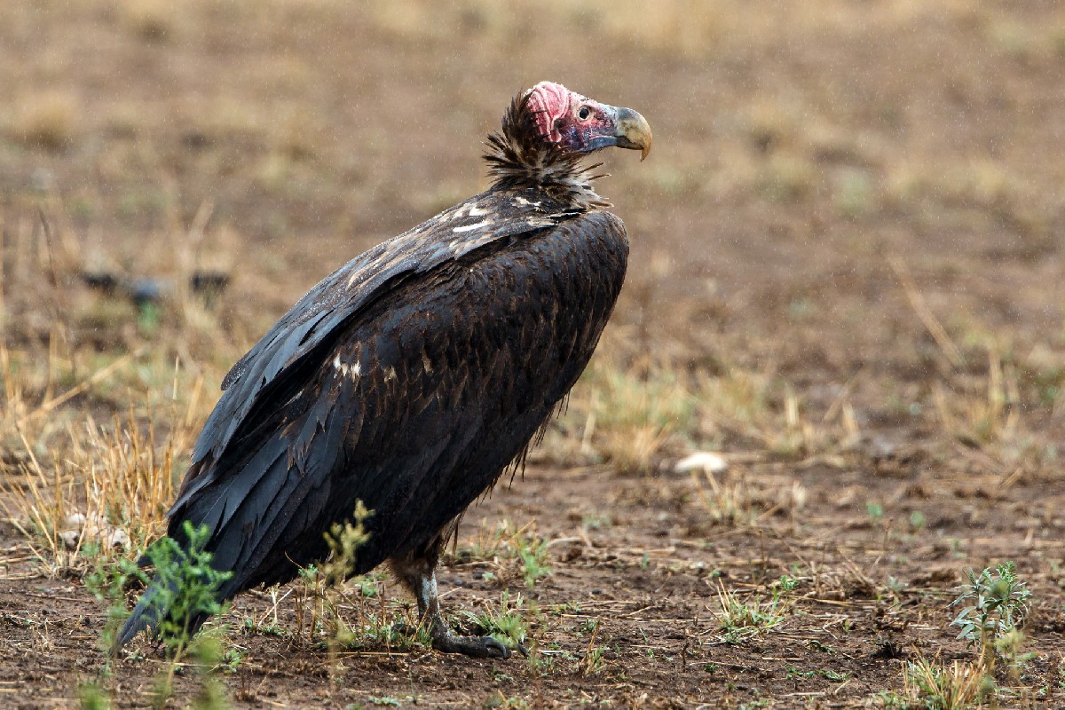 Lappet-faced Vulture in the rain