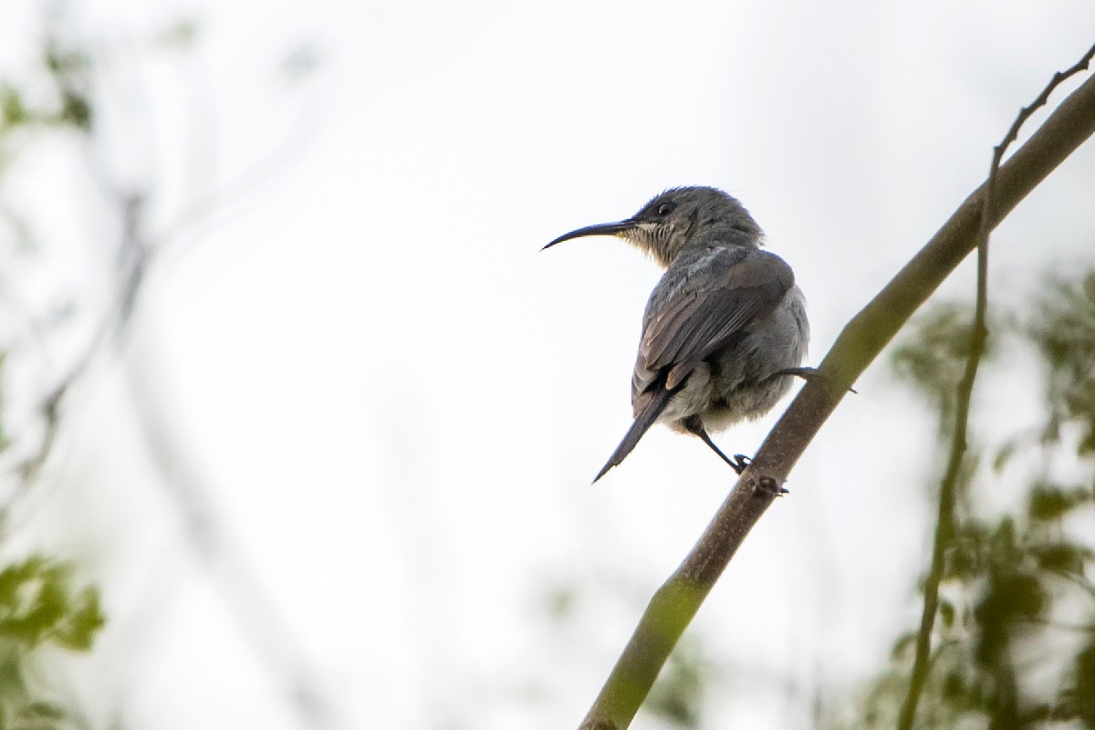 Grey (Mouse-coloured) Sunbird