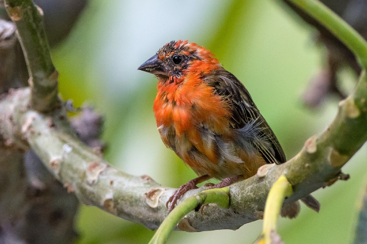 Red Fody (Male)