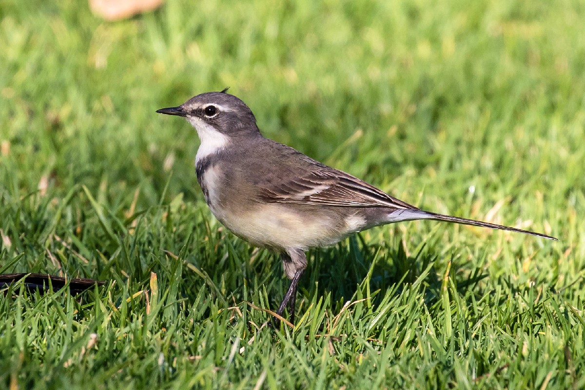 Cape Wagtail
