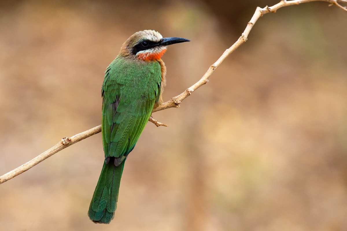 White-fronted Bee-eater