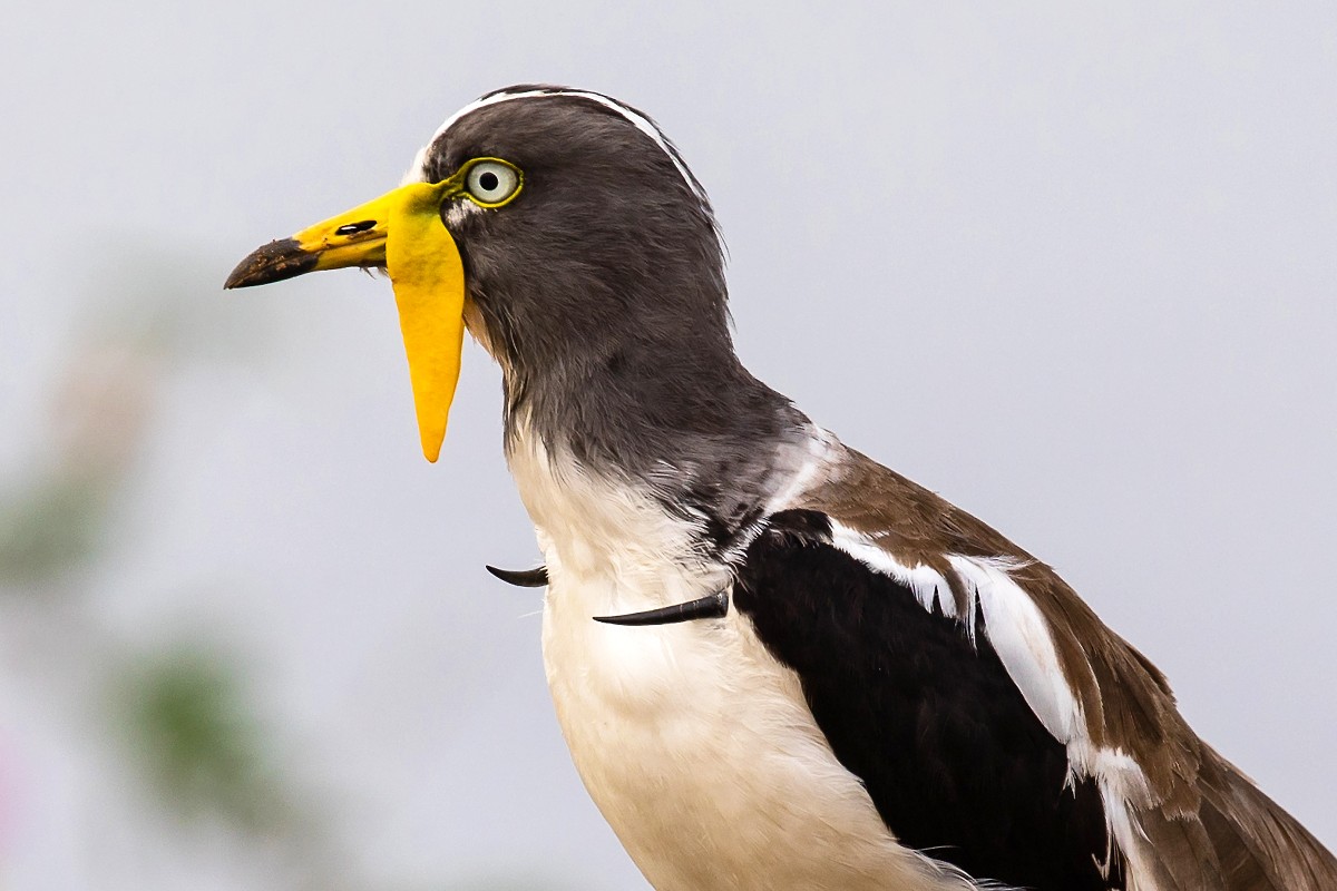 White-crowned Lapwing with large carpal spurs