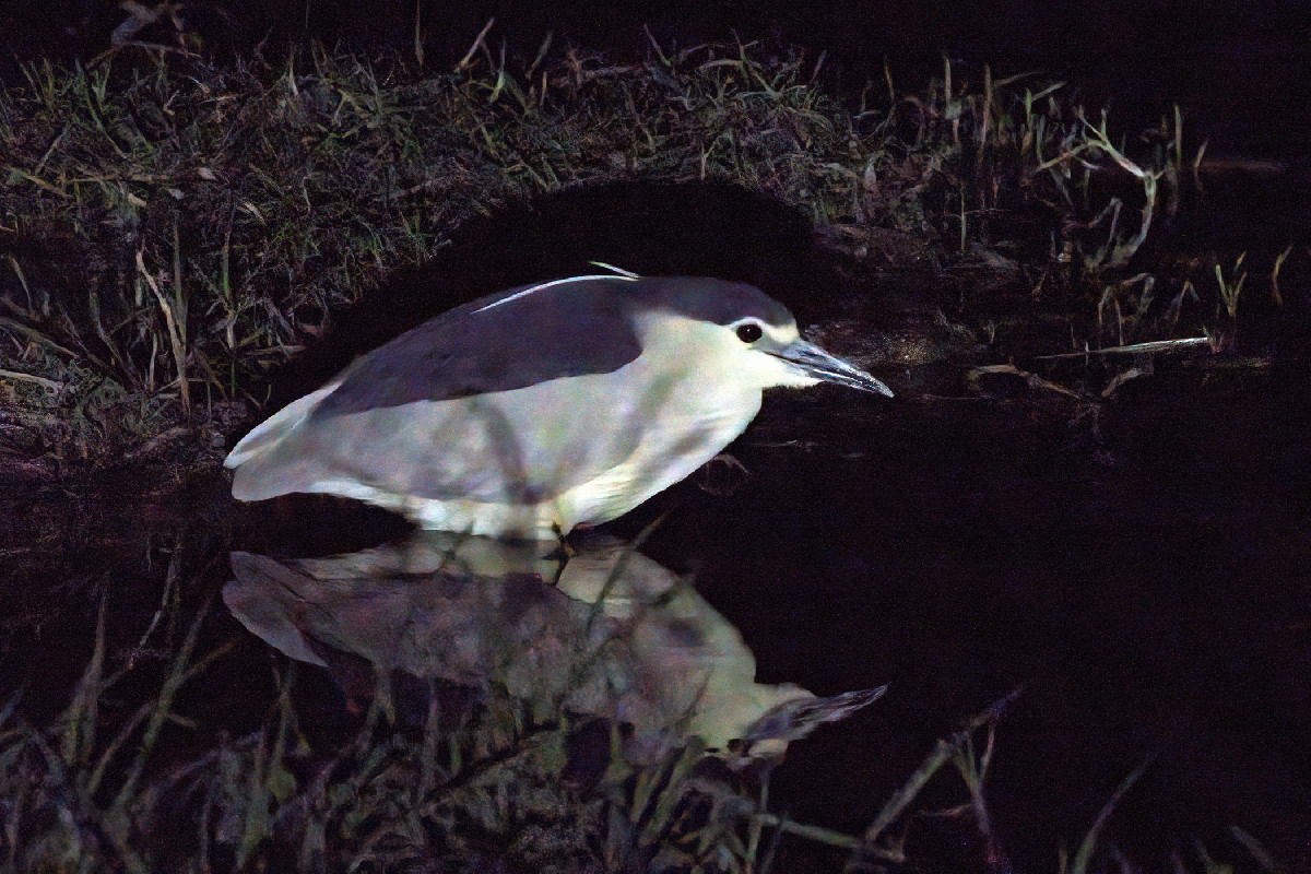 Black-crowned Night Heron (at night)