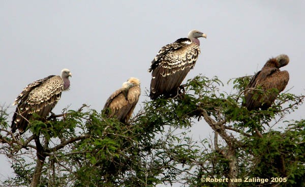 Rüppell's Griffon Vultures