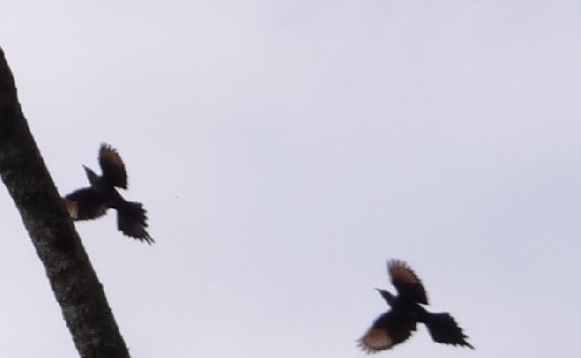 Slender-billed Starlings flying