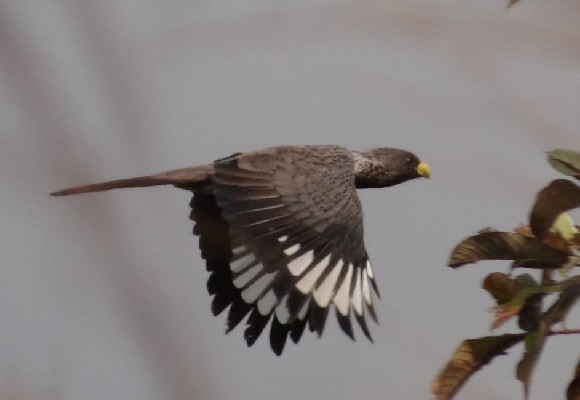 Western Grey Plantain-eater in flight