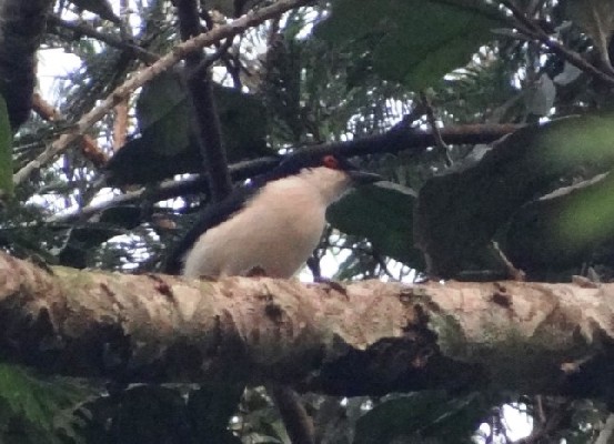 Red-eyed Puffback, adult male