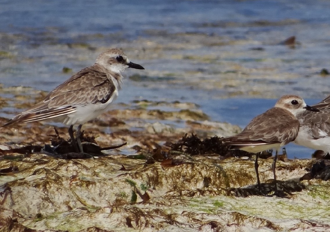 Greater and Lesser Sand plovers