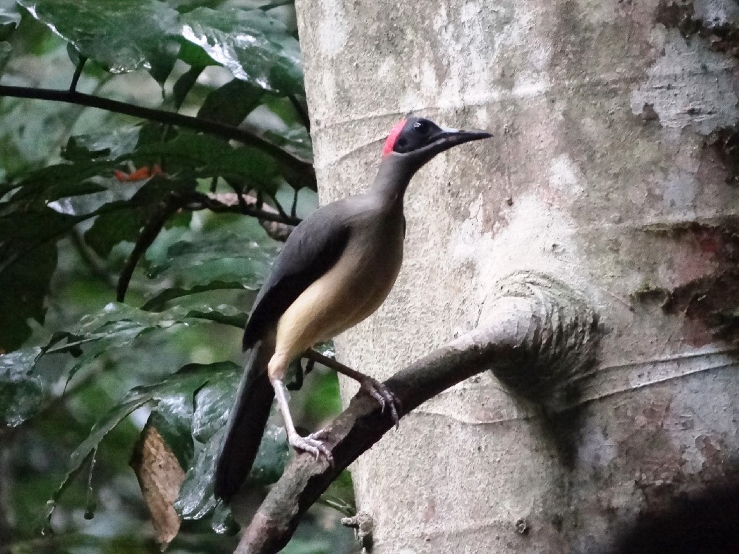 Adult Grey-necked Picathartes