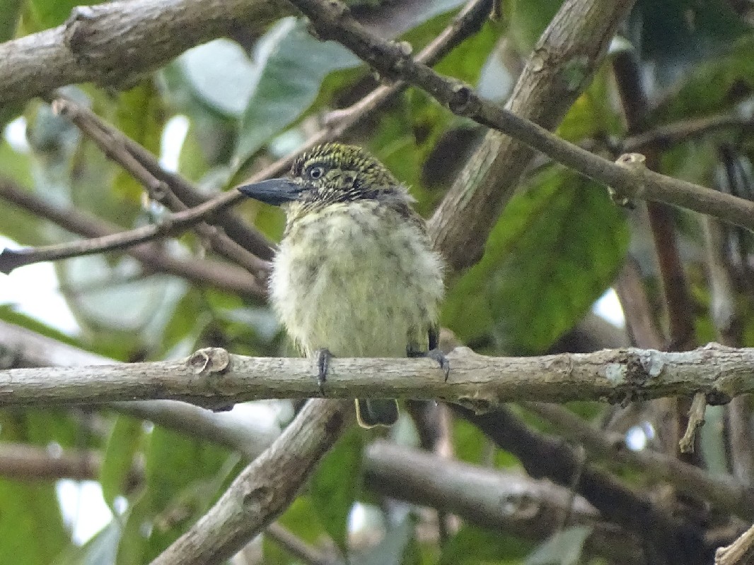 Speckled Tinkerbird