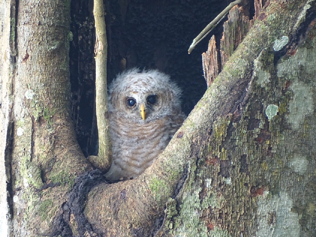 Young African Wood Owl ready to leave nest