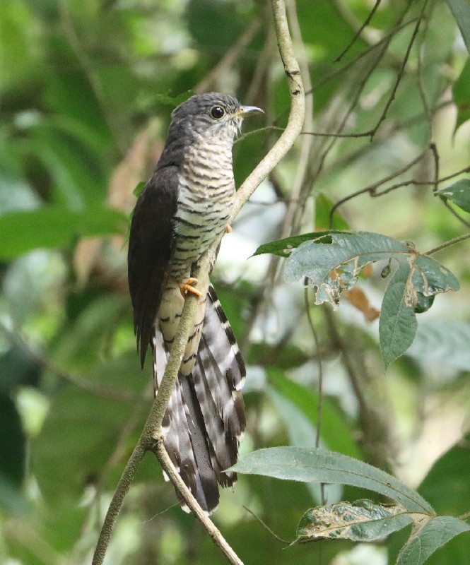 Olive Long-tailed cuckoo