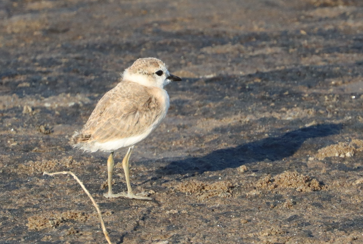 Young White-fronted Plover