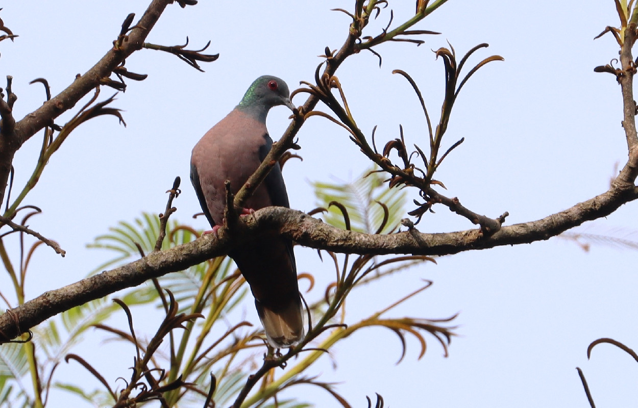 Western Bronze-naped Pigeon (male)