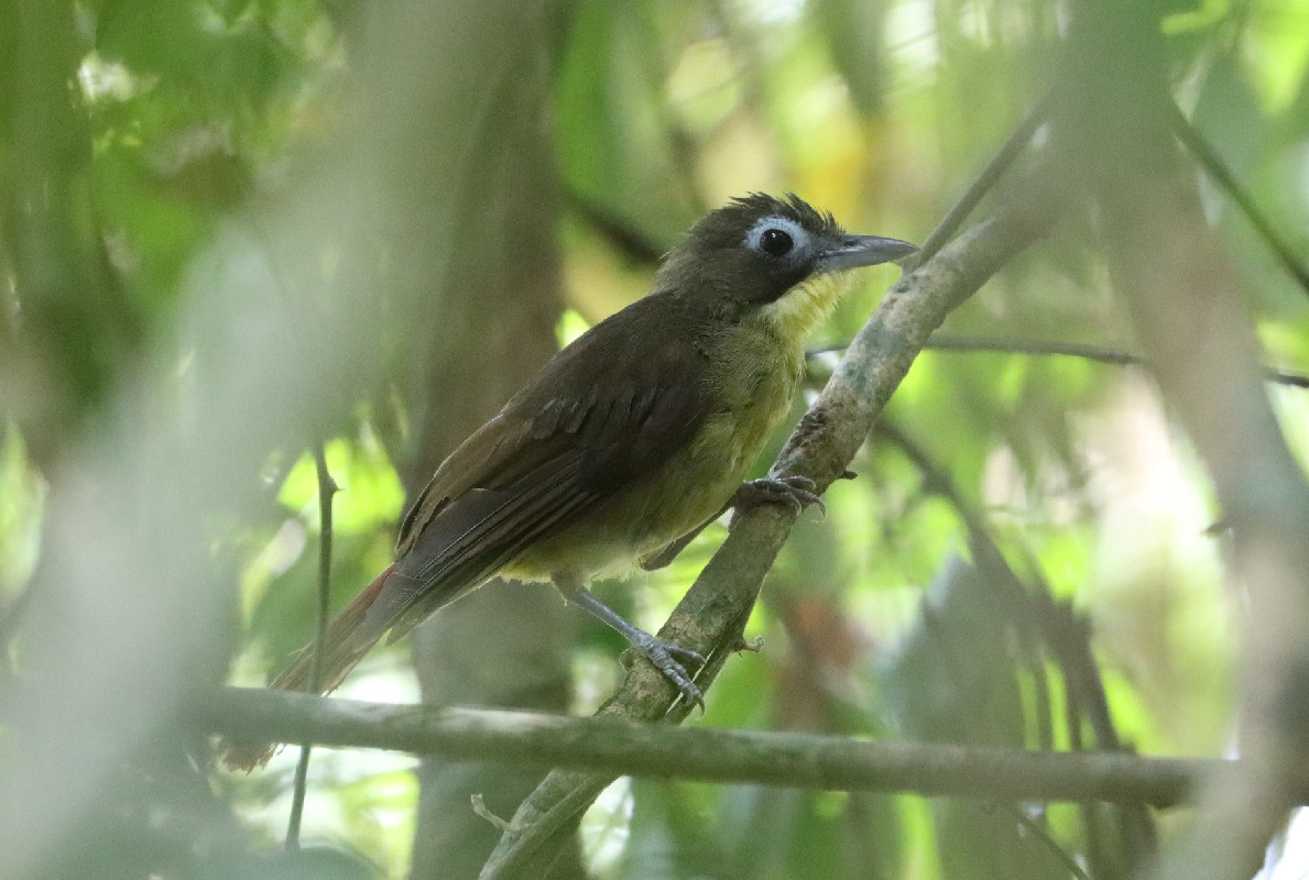 Red-tailed Bristlebill, nominate ssp