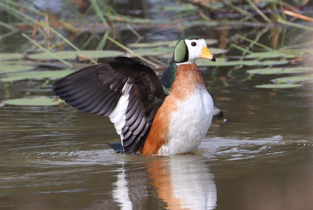 Male African Pygmy Goose