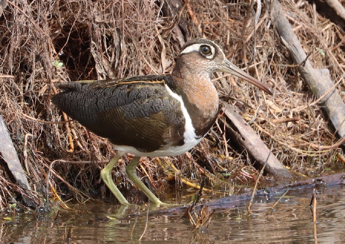 Sub-adult female Greater Painted-snipe