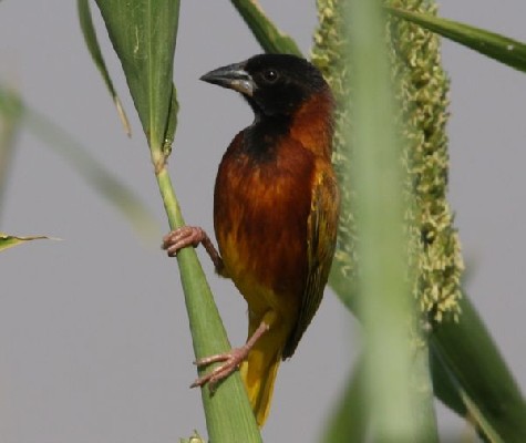 Cinnamon Weaver front view