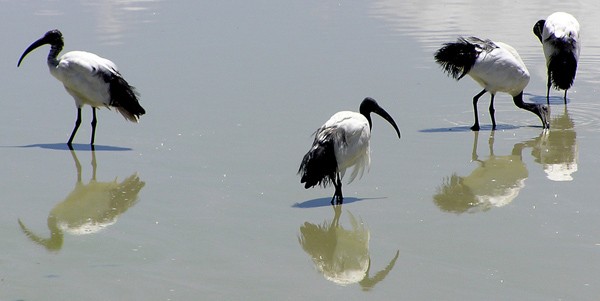 Sacred Ibis feeding in middle of day