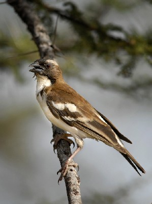 White-browed Sparrow-Weaver