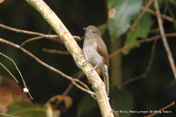 Adult Oliveceous Flycatcher from Nsuta Forest, Ghana