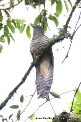 Olive Long-tailed Cuckoo, Ruhizha, Uganda