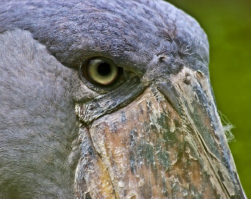 African Shoebill