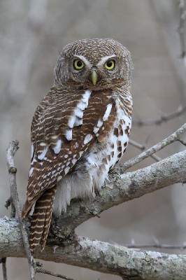 African Barred Owlet 
