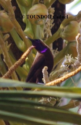 Carmelite Sunbird - Chalcomitra fuliginosa