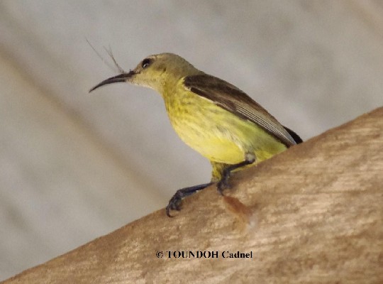 Splendid Sunbird -Cinnyris coccinigastrus