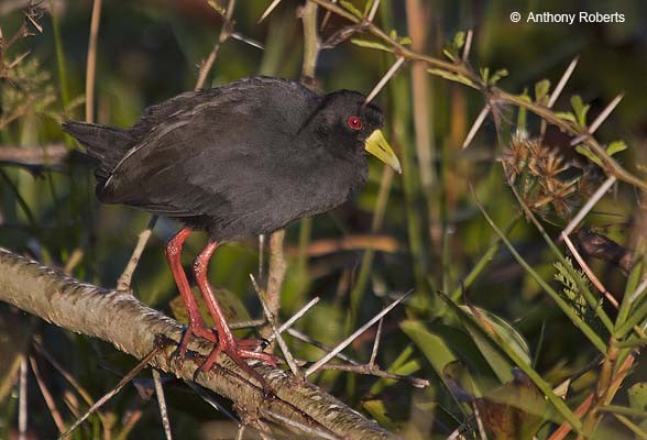 Black Crake amongst fallen trees on the edge of the Shire River