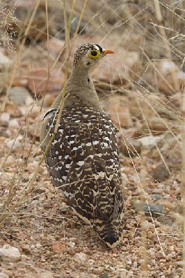 Male Double-banded Sandgrouse
